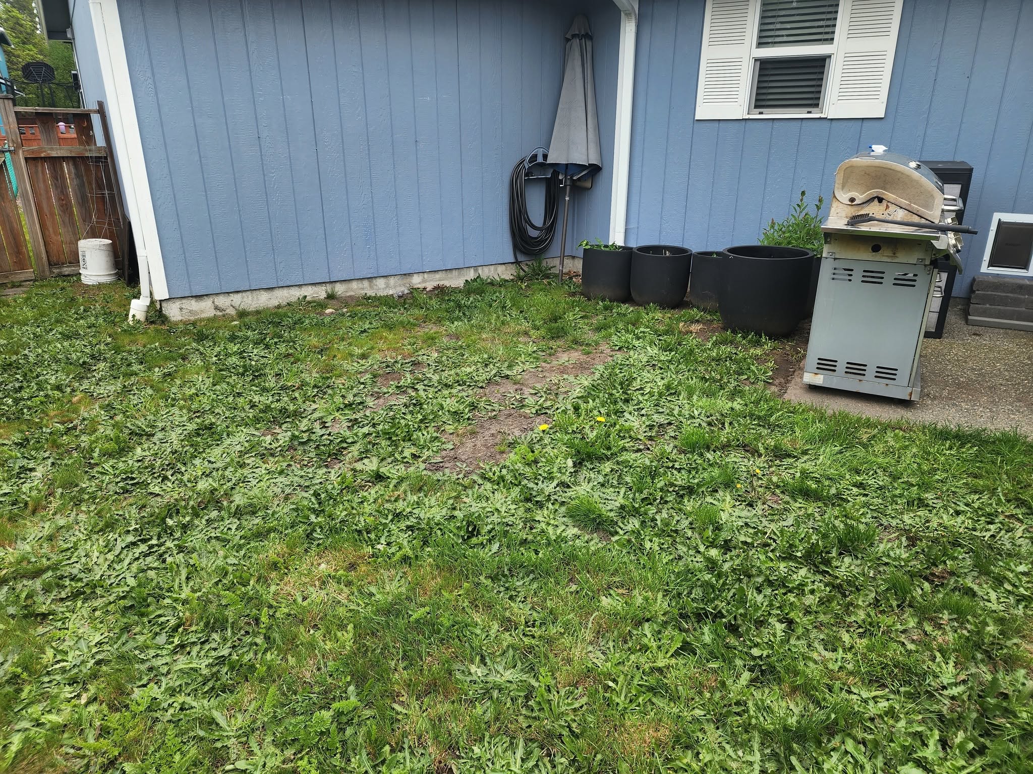 Overgrown weedy backyard with no hardscape before patio installation